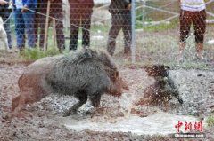 由于狩猎方式和气候变暖